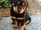 A Kalite Rottweiler Yavruları