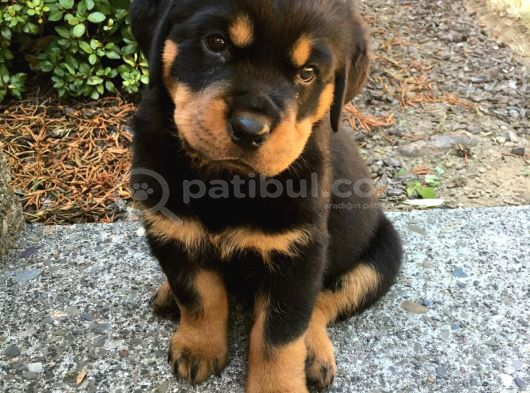 A Kalite Rottweiler Yavruları