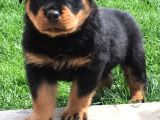 A Kalite Rottweiler Yavruları