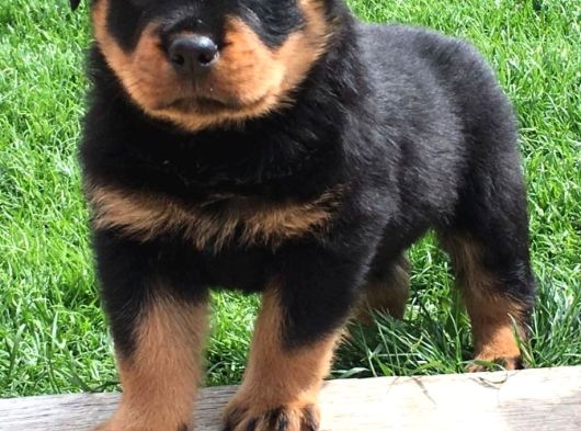 A Kalite Rottweiler Yavruları görsel