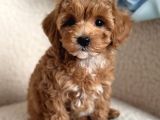 Mini Boy Maltipoo Yavrumuz