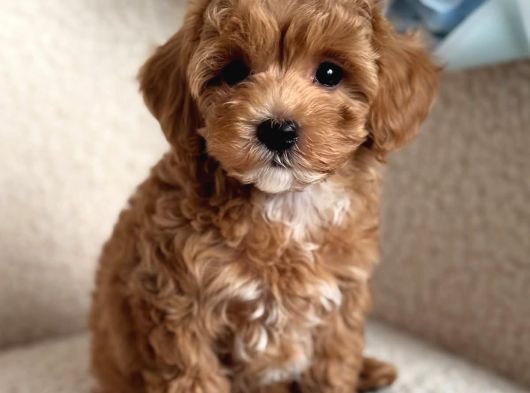 Mini Boy Maltipoo Yavrumuz