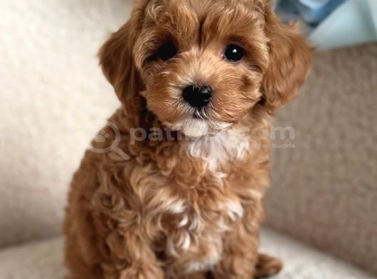 Mini Boy Maltipoo Yavrularımız