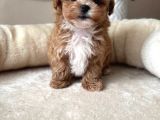 Mini Boy Maltipoo Yavrularımız