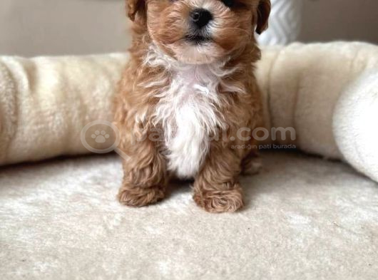 Mini Boy Maltipoo Yavrularımız görsel