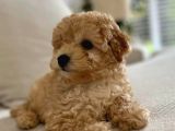 Mini Boy Maltipoo Yavrularımız