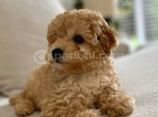 Mini Boy Maltipoo Yavrularımız görsel