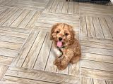 3 Buçuk Aylık Maltipoo