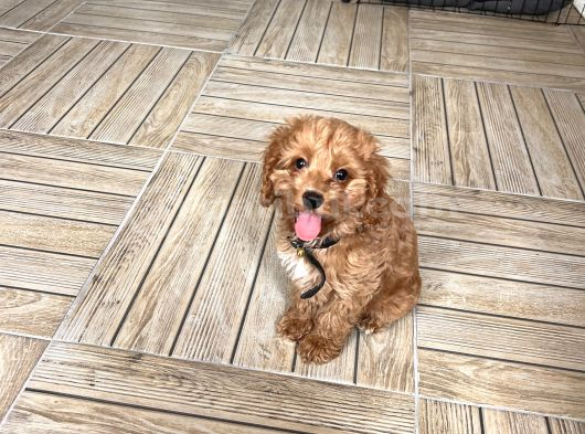 3 Buçuk Aylık Maltipoo görsel