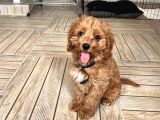 3 Buçuk Aylık Maltipoo