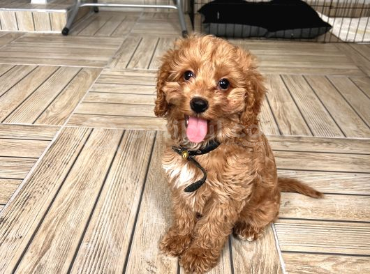 3 Buçuk Aylık Maltipoo görsel