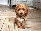 3 Buçuk Aylık Maltipoo