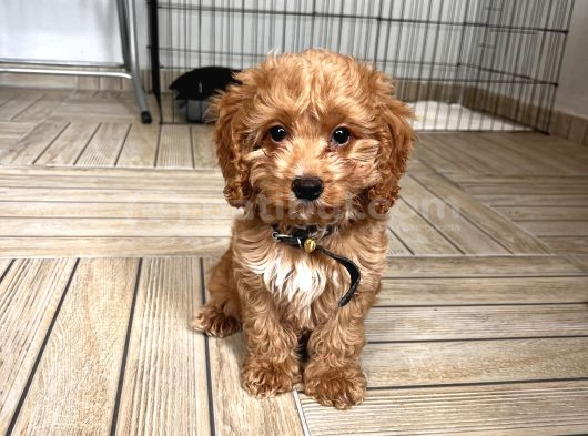 3 Buçuk Aylık Maltipoo görsel