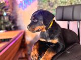 Ruhsatlı Çiftlikten Rottweiler Yavru