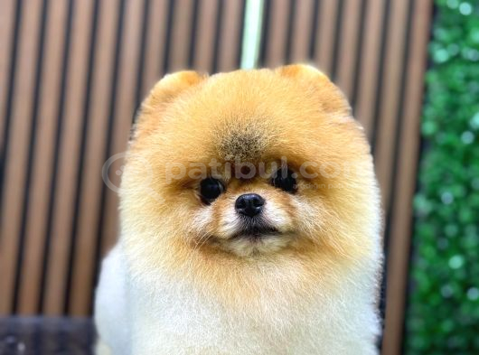 Şampi̇yon Babadan Şampi̇yon Pomeranian Yavrular