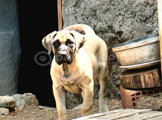 Presa Canario Di̇şi̇  Yavru Şampi̇yon Exğortlaron Yavrusu görsel