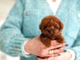 Hazi̇ran Ayi İndi̇ri̇mli̇ Toy Poodle Yavrularim