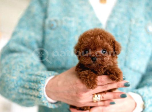 Hazi̇ran Ayi İndi̇ri̇mli̇ Toy Poodle Yavrularim