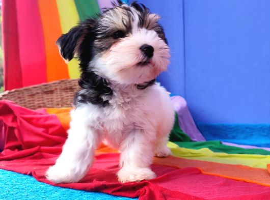 Neşe Kaynağı Orjinal Morkie