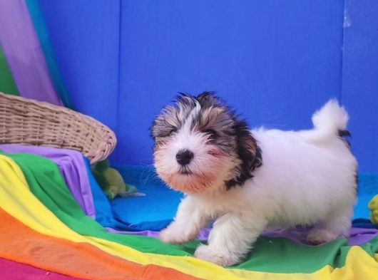 Neşe Kaynağı Orjinal Morkie görsel