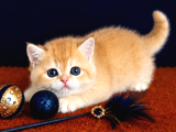 British Shorthair Golden Bebekler