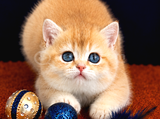 British Shorthair Golden Bebekler görsel