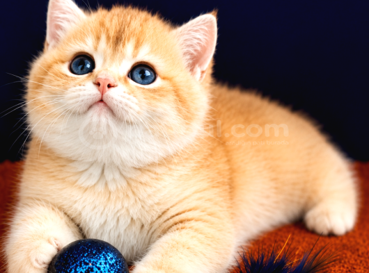 British Shorthair Golden Bebekler görsel