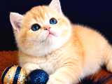 British Shorthair Golden Bebekler