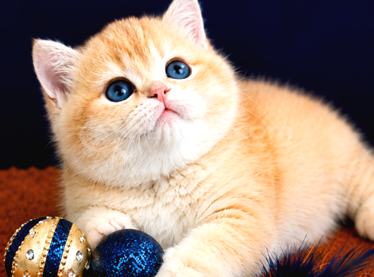 British Shorthair Golden Bebekler
