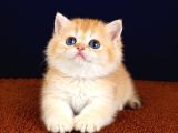 British Shorthair Golden Bebekler
