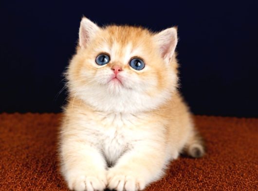 British Shorthair Golden Bebekler görsel