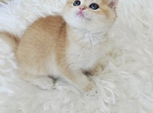 Ny12 British Shorthair görsel