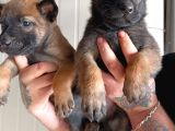 Belçika Malinois Yavrular