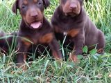 King Doberman Yavrular