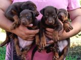 King Doberman Yavrular