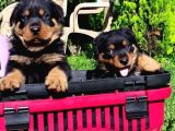 Macar Rotweiler