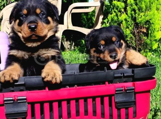 Macar Rotweiler görsel