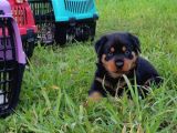 Macar Rotweiler