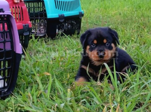 Macar Rotweiler