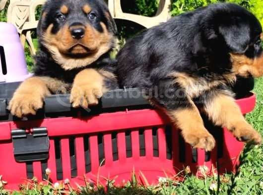 Macar Rotweiler