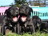 Dev Cane Corso Yavrular