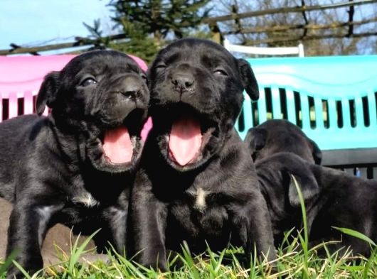 Dev Cane Corso Yavrular görsel