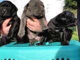 Dev Cane Corso Yavrular