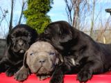 Dev Cane Corso Yavrular
