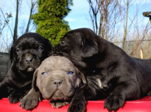 Dev Cane Corso Yavrular görsel