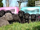 Dev Cane Corso Yavrular