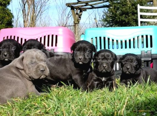 Dev Cane Corso Yavrular görsel