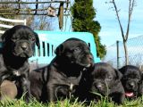 Dev Cane Corso Yavrular