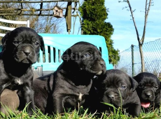 Dev Cane corso yavrular