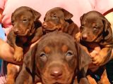 King Doberman Yavrular